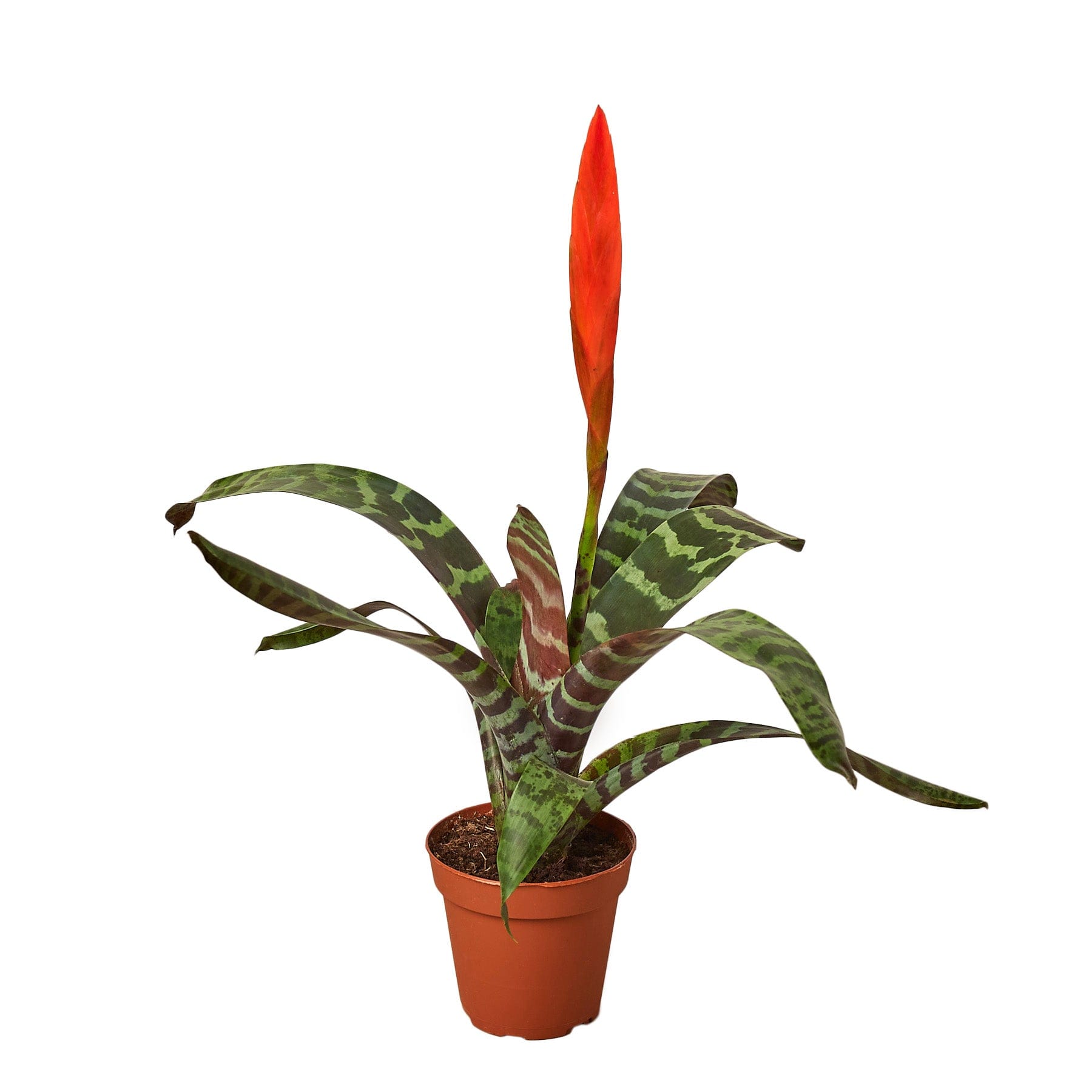 dragon tail plant Dragon Tail main image 1
