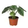 A potted plant with large, glossy green leaves in a brown plastic container on a white background.