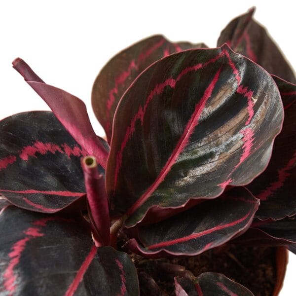 A plant with red and black leaves in a pot available at the best garden nursery near me.
