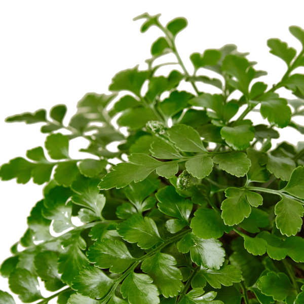 A vibrant close up of a plant with lush green leaves.