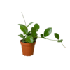 A potted green houseplant with broad, glossy leaves and a trailing vine, set in a small brown plastic pot against a plain white background.