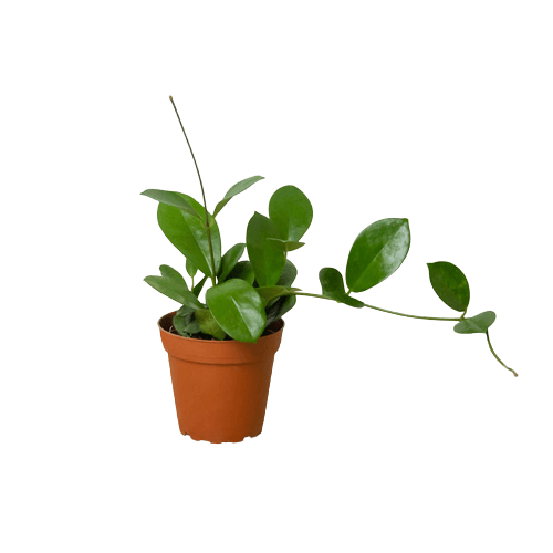 A potted green houseplant with broad, glossy leaves and a trailing vine, set in a small brown plastic pot against a plain white background.