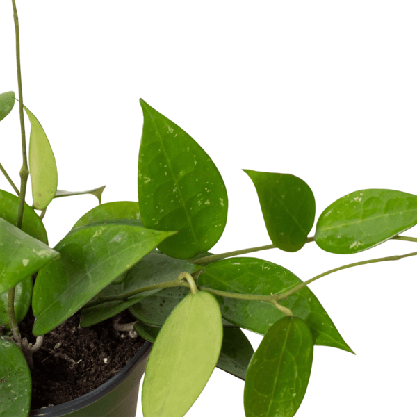 A green-leaved plant in a pot on a white background, sourced from one of the top plant nurseries near me.
