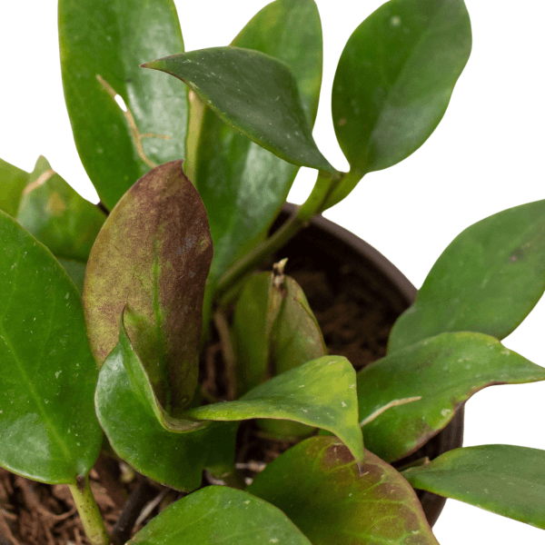 A close-up of a potted plant with green leaves, some showing brown spots and discoloration, indicating possible damage or disease.