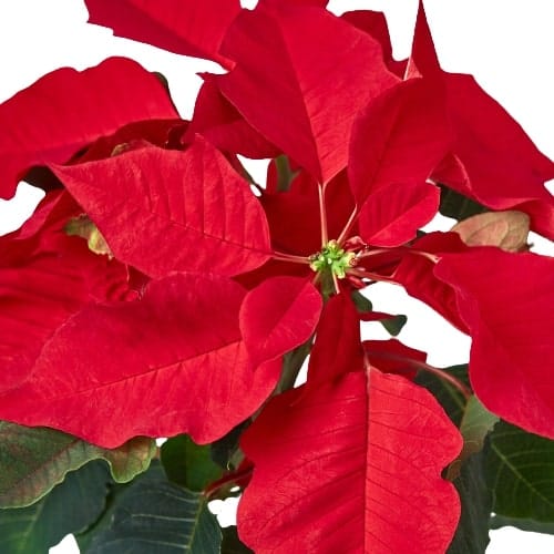 A stunning red poinsettia plant is showcased against a crisp white background, creating an eye-catching contrast.