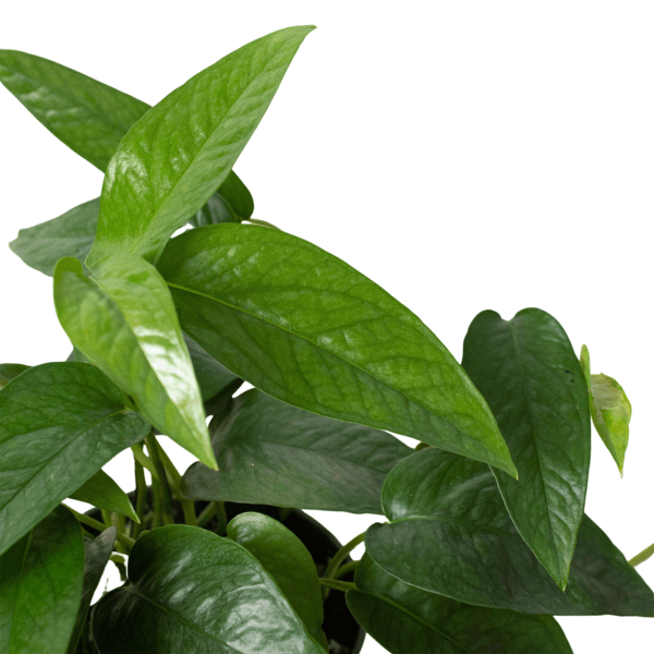 A plant with green leaves in a pot on a white background at one of the best garden nurseries near me.