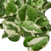 A plant with white and green leaves in a pot, available at the best garden nursery near me.