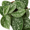 A stylish houseplant with white and green spots in a pot, available at a top garden center near me.