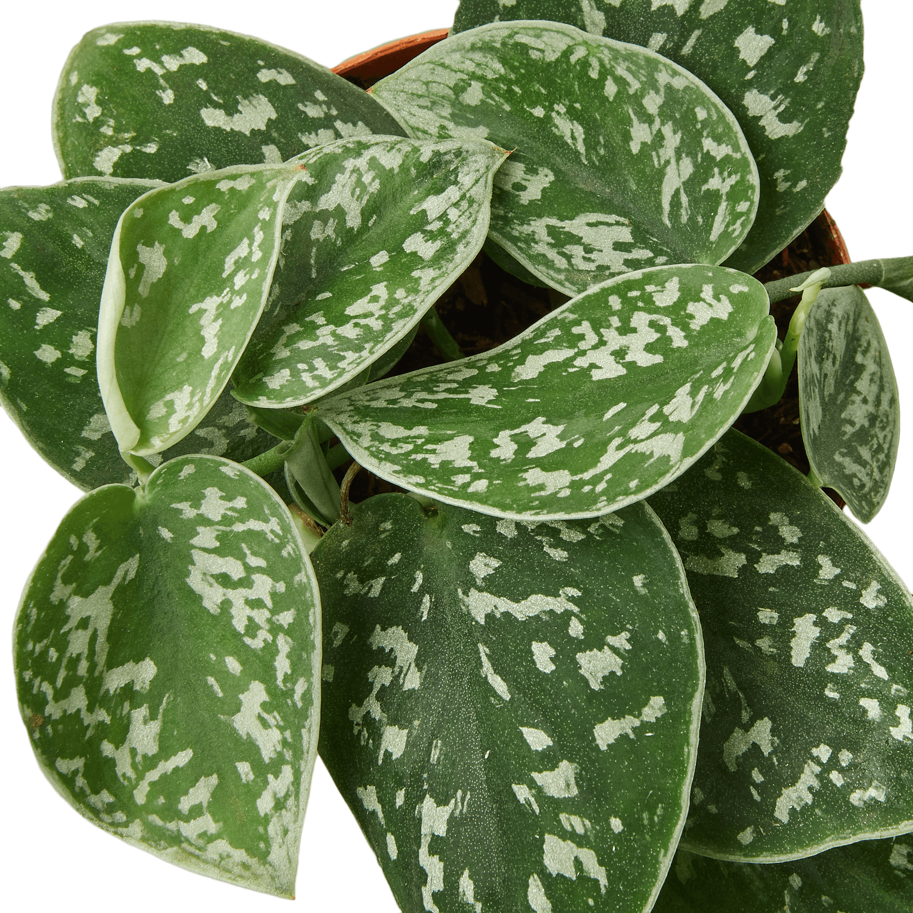A stylish houseplant with white and green spots in a pot, available at a top garden center near me.
