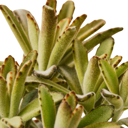 A close-up of a lush plant with vibrant green leaves found at one of the best garden nurseries near me.