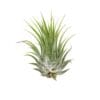 A small air plant on a white background, available at one of the top plant nurseries near me.