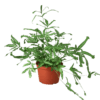 A lush plant in a pot on a black background, available at the best garden nursery near me.