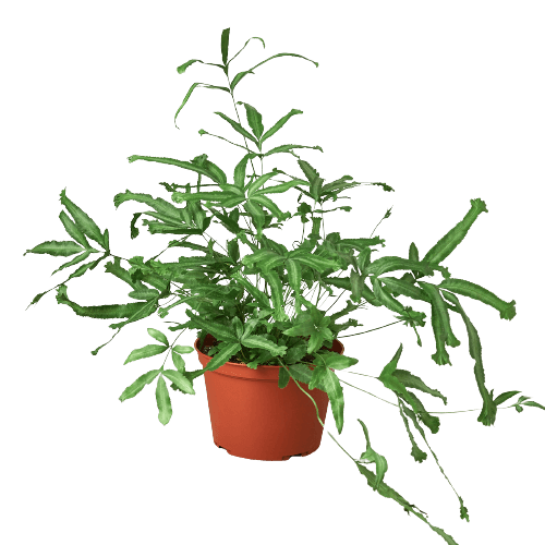 A lush plant in a pot on a black background, available at the best garden nursery near me.