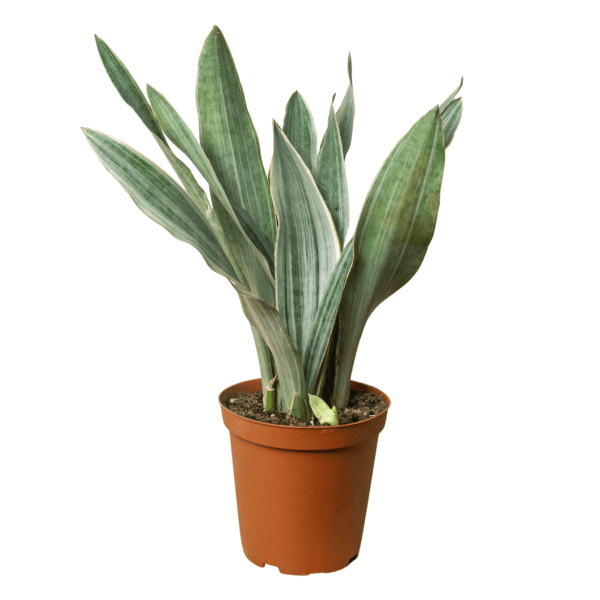 A snake plant in a brown pot on a white background from one of the top plant nurseries near me.