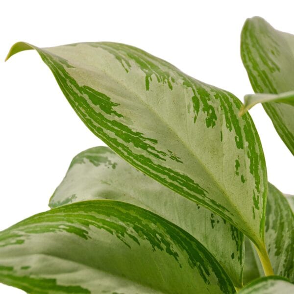 Find the best garden center near me, offering a variety of plants with green leaves on a white background.