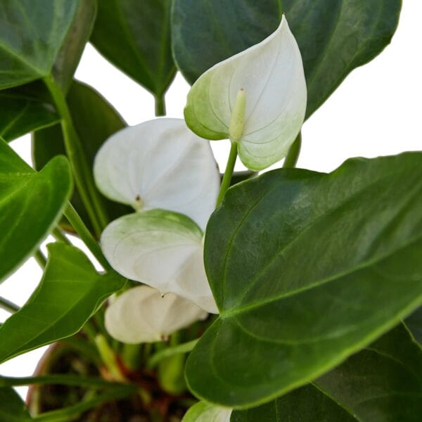 A plant with white and green leaves in a pot.