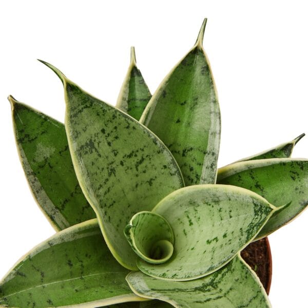 An aloe vera plant in a pot on a white background at the best plant nursery near me.