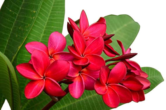 A red flower with green leaves on a white background at one of the top garden centers near me.
