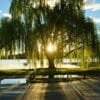 A majestic weeping willow tree gracefully stands in front of a serene lake.