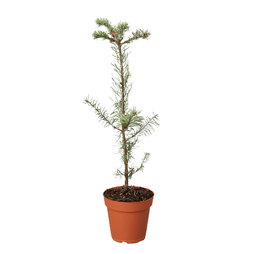 A small pine tree in a pot on a black background, showcased by one of the best plant nurseries near me.