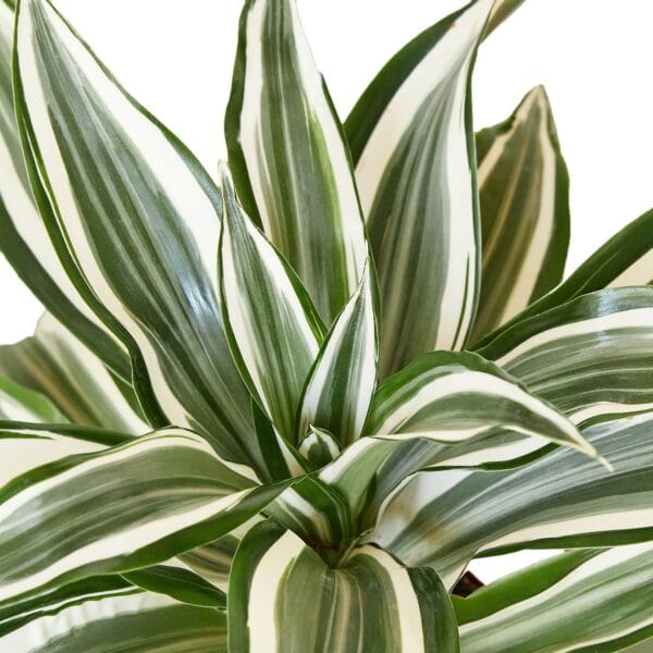 Find the best plant nursery near me to discover a striking plant with white and green stripes.
