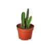 A cactus in a pot on a white background, purchased from one of the best plant nurseries near me.