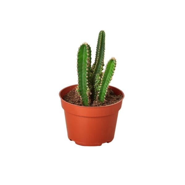 A cactus in a pot on a white background, purchased from one of the best plant nurseries near me.