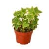 Ivy plant in a pot on a white background surrounded by top garden centers.