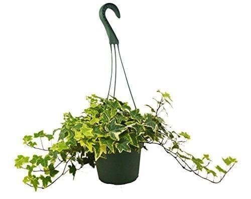 A lush ivy plant gracefully hangs from a hook, adding verdant beauty to any space.