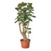 Fiddle leaf fig tree in a pot on a white background available at the best garden nursery near me.