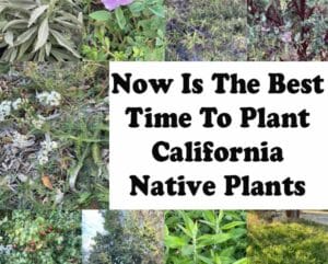 Now is the best time to plant california native plants at the top plant nurseries near me.