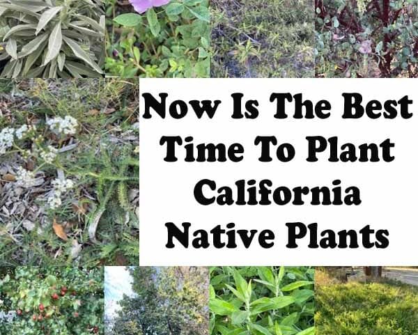 Now is the best time to plant california native plants at the top plant nurseries near me.