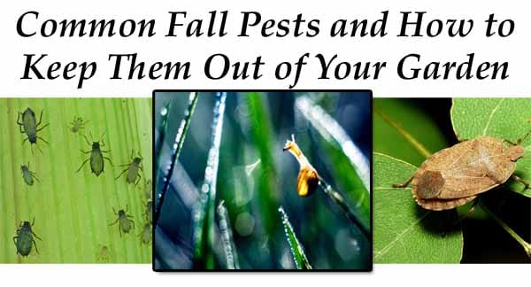 Best garden nursery near me and how to keep common fall pests out of your garden.