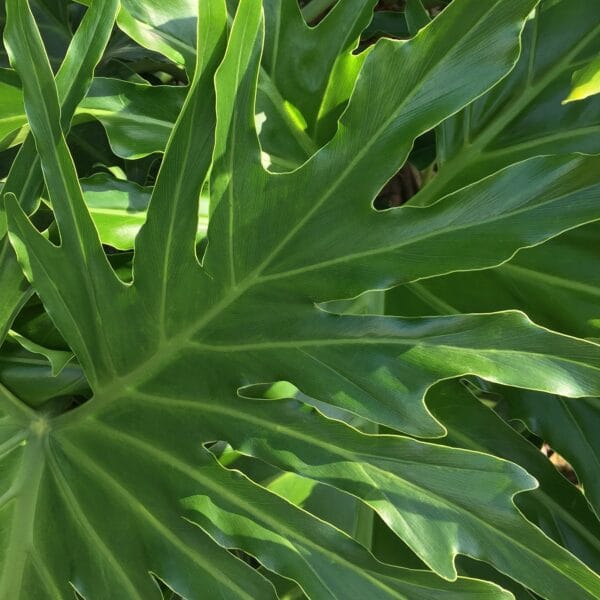 A close up of a large green plant found at one of the top plant nurseries near me.