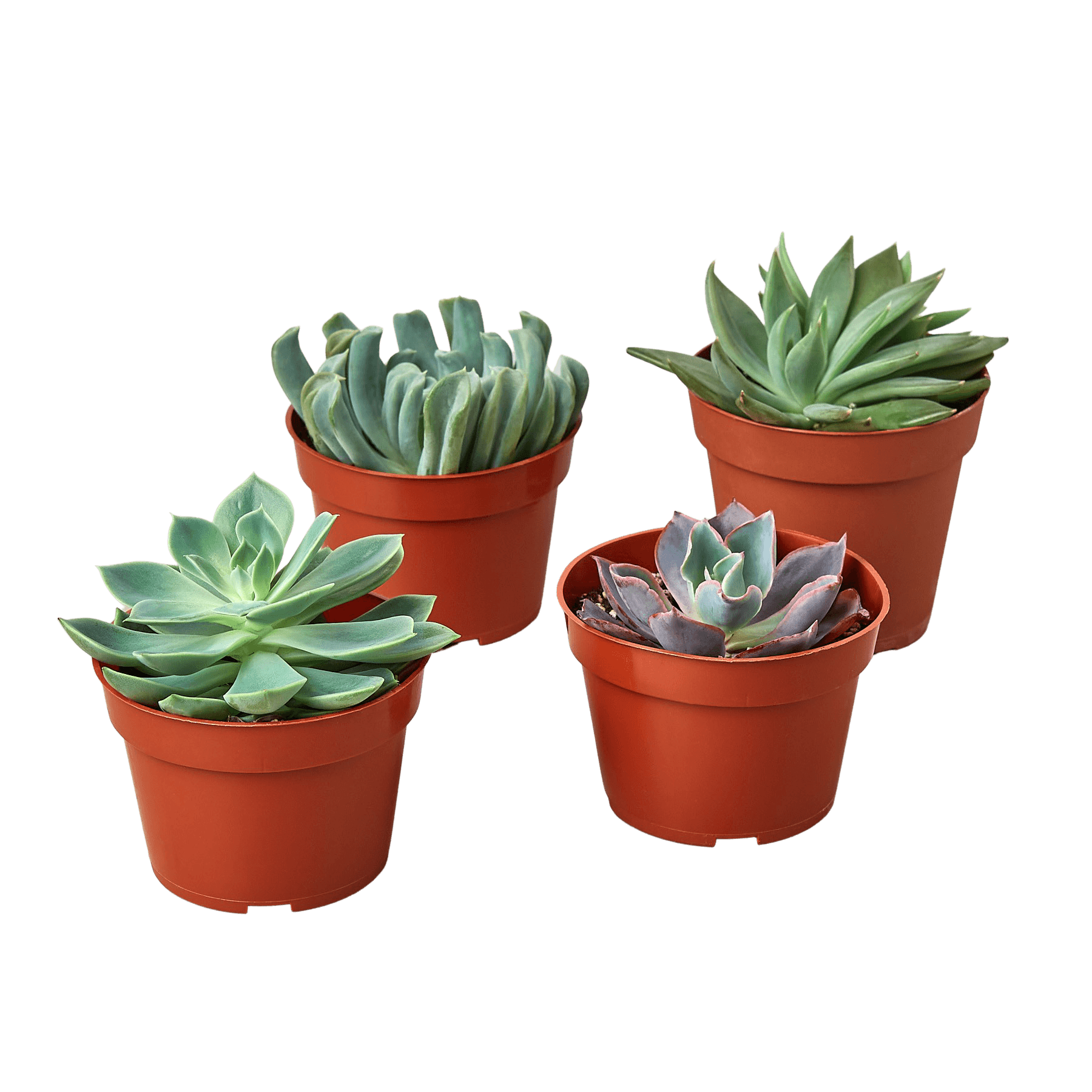 Four succulents in pots on a black background at one of the best plant nurseries near me.