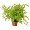 A lush green maidenhair fern with delicate, fan-shaped leaves in a small orange-brown plastic pot, set against a white background.