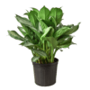 A lush potted plant with green leaves, showcased against a contrasting black background.