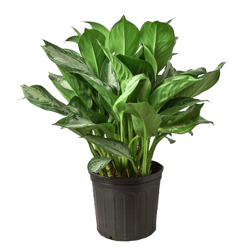 A lush potted plant with green leaves, showcased against a contrasting black background.