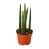 A snake plant in a red pot on a white background.