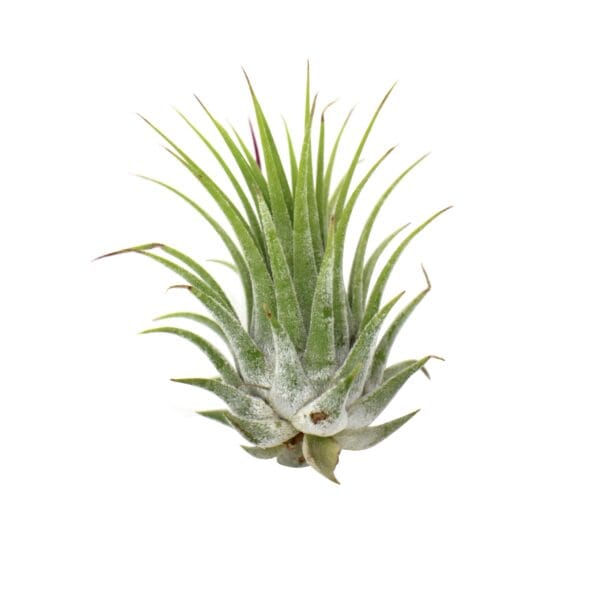 A small air plant on a white background.