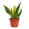 A yellow and green plant in a pot on a white background from one of the top plant nurseries near me.