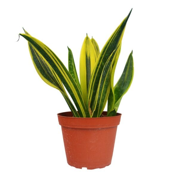 A yellow and green plant in a pot on a white background from one of the top plant nurseries near me.