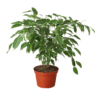 A potted plant with green leaves on a black background, perfect for top garden centers near me.