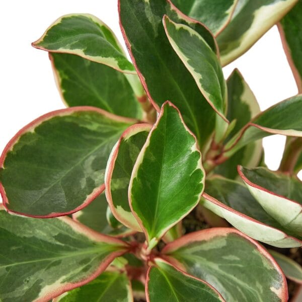 A vibrant plant with red and green leaves in a pot available at the best plant nursery near me.