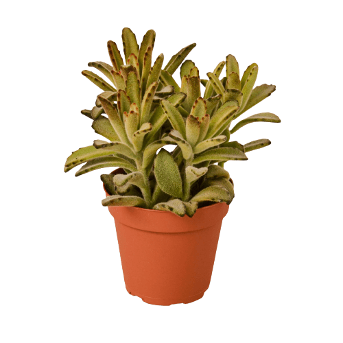 A succulent plant in a pot on a black background at the best garden nursery near me.
