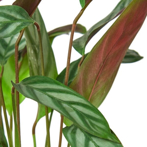 A close up of a plant with red and green leaves at one of the best garden centers near me.