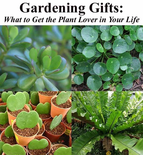 Collage of four different potted and outdoor plants with the text "Gardening Gifts: What to Get the Plant Lover in Your Life" at the top.