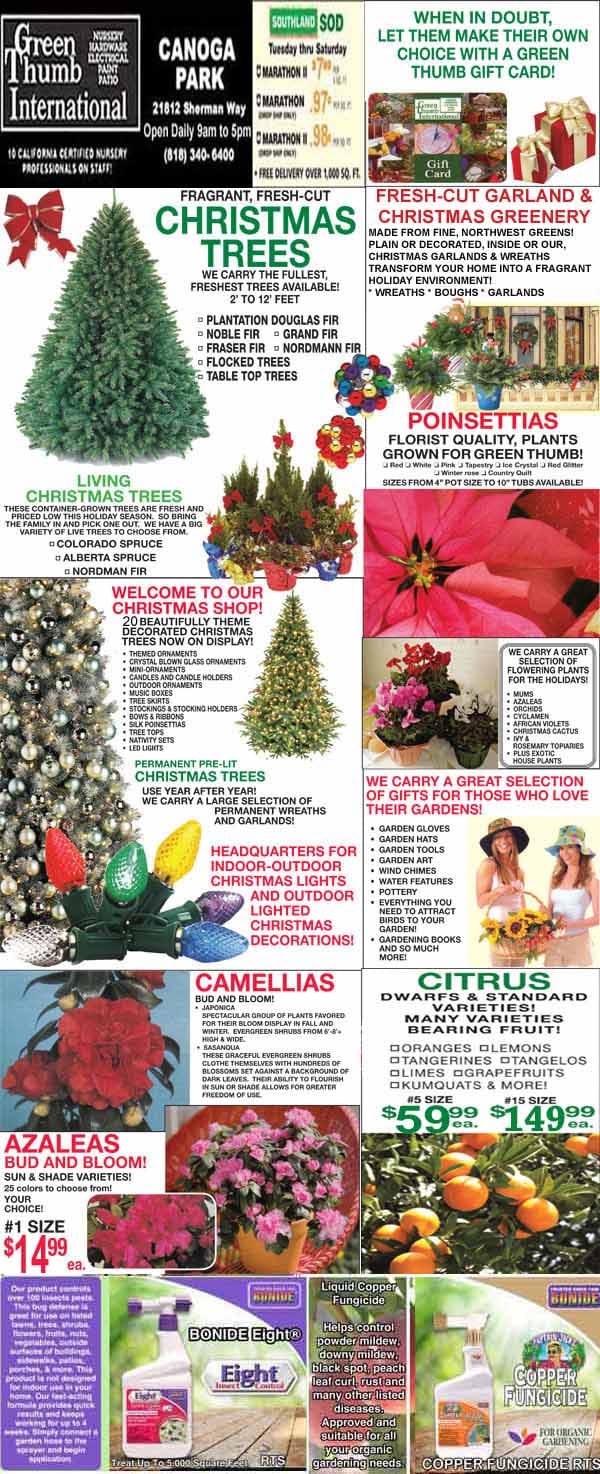 A store advertisement flyer featuring Christmas trees, garlands, poinsettias, azaleas, camellias, citrus trees, plant decor, and location information for Green Thumb International.