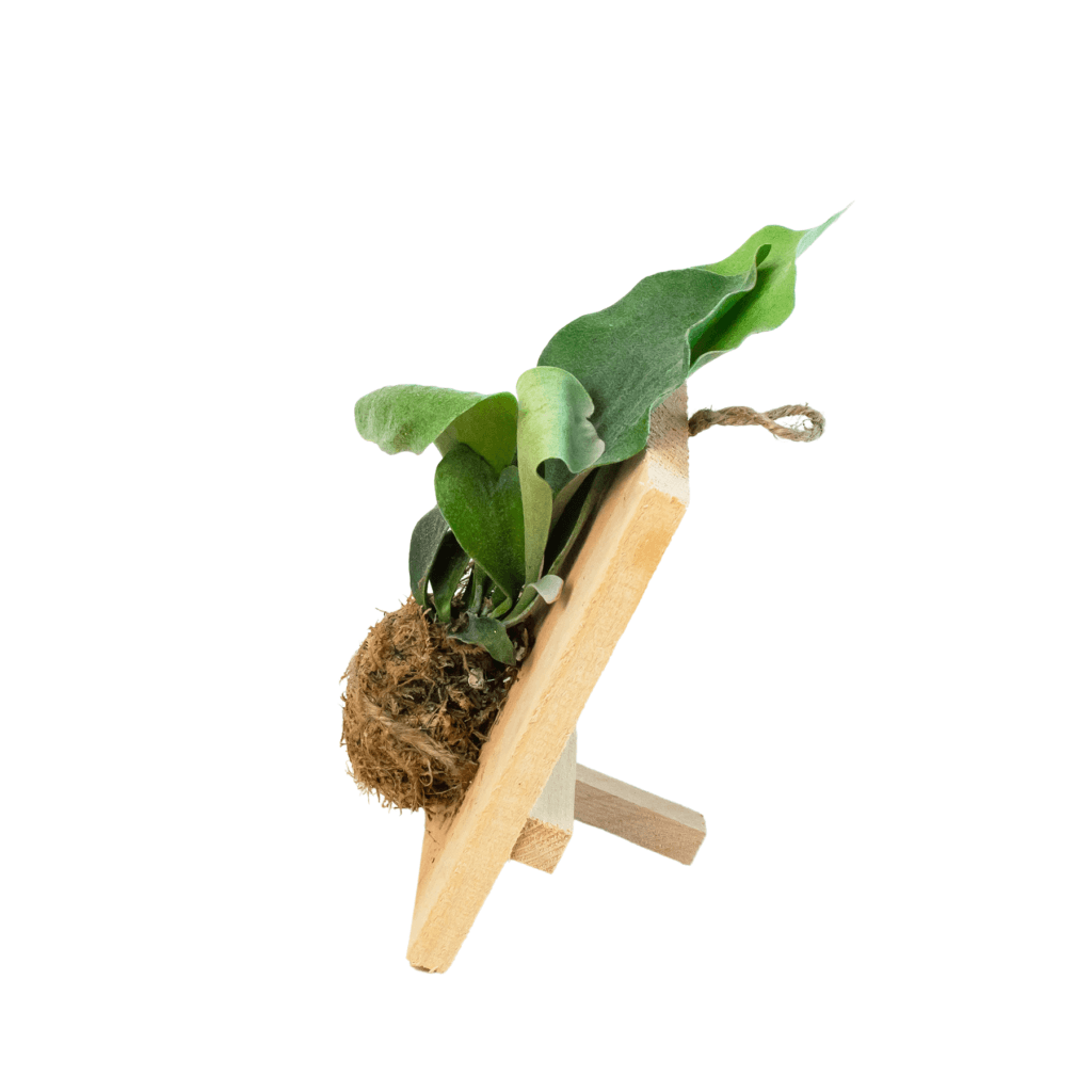 Green Thumb Nursery
