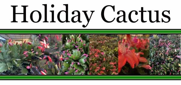 Collage of holiday cactus plants with pink and red flowers under the heading "Holiday Cactus" on a white background with a green-bordered strip.